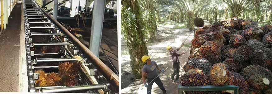 Palm oil conveyor chain application